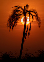 #2725 - Palm Sunset