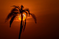 #2724 - Palm Sunset