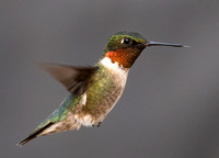 #2802 - Ruby-throate Hummingbird