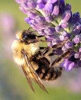 #2810 - Bumble Bee