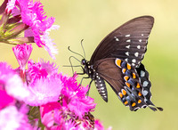 #2803 - Swallowtail Butterfly