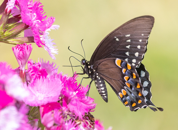 #2803 - Swallowtail Butterfly