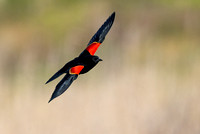 #2801 - Red-winged Blackbird