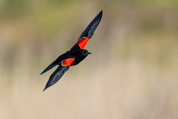 #2801 - Red-winged Blackbird