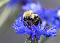 #2804 - Bumble Bee