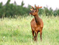#2451 - Bull Elk