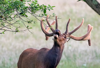 #2454 - Bull Elk