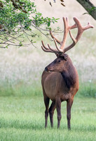 #2456 - Bull Elk