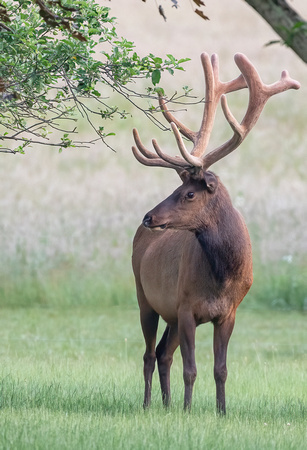 #2456 - Bull Elk