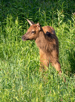 #2462 - Elk Calf