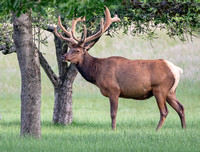 #2457 - Bull Elk