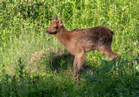 #2464 - Elk Calf
