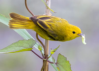 #2894 - Yellow Warbler