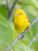 #2895 - Yellow Warbler
