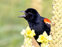 #2903 - Red-winged Blackbird