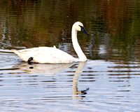 #2919 - Trumpeter Swan