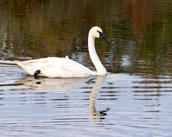 #2919 - Trumpeter Swan