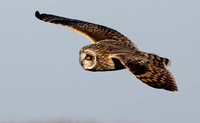 #3013 - Short-eared Owl