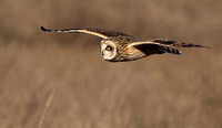 #3014 - Short-eared Owl