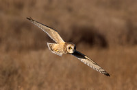 #3017 - Short-eared Owl