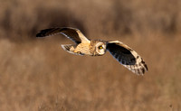 #3018 - Short-eared Owl