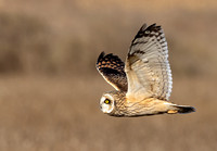 #3015 - Short-eared Owl