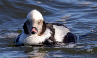 #3020 - Long-Tailed Duck