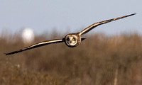 #3012 - Short-eared Owl