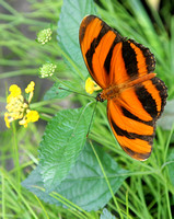 #103 Tiger Striped Butterfly