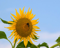 #294 Sunflower 3