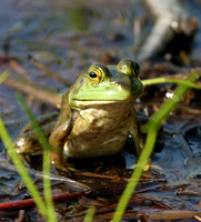 #404 Frog