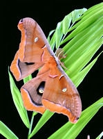 #409 Silk Moth