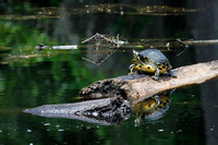#624 - Yellow-bellied Turtle