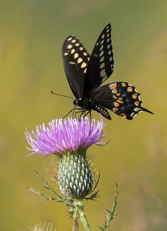 #1131 - Swallowtail Butterfly