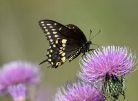 #1132 - Swallowtail Butterfly