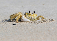 #1418 - Ghost Crab