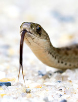 #1849 - Garter Snake