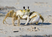#1976 - Ghost Crab