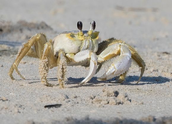 #1976 - Ghost Crab