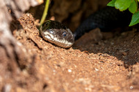#2572 - Black Rat Snake