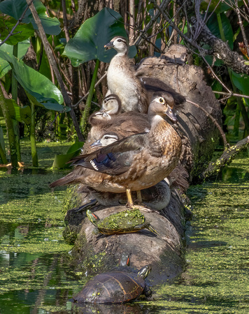 #2585 - #Wood Duck Family