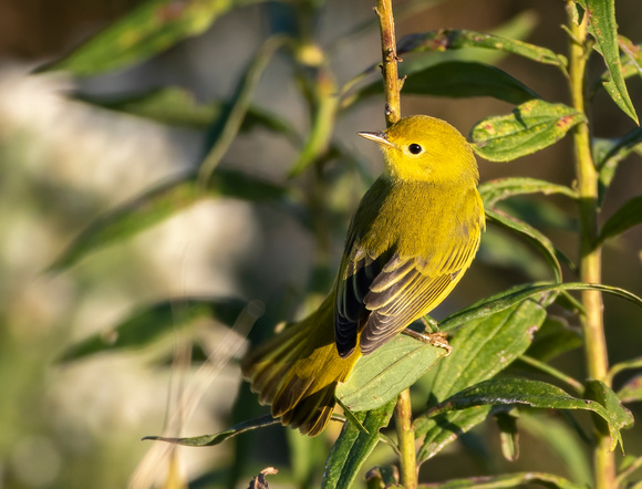 #2596 - Yellow Warbler