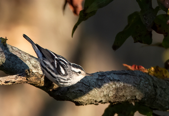 #2600 - Black and White Warbler
