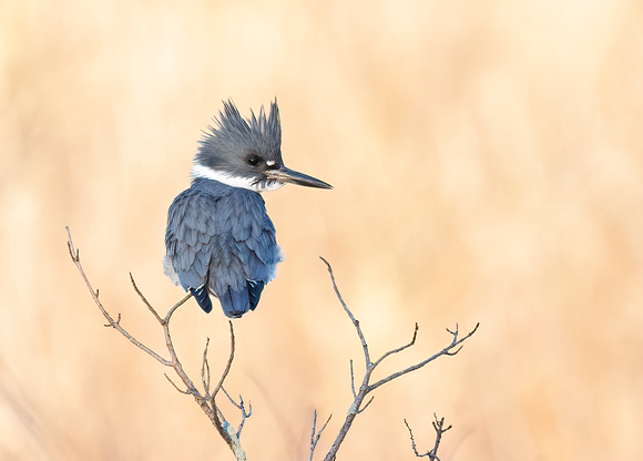 #2675 - Male Belted Kingfisher