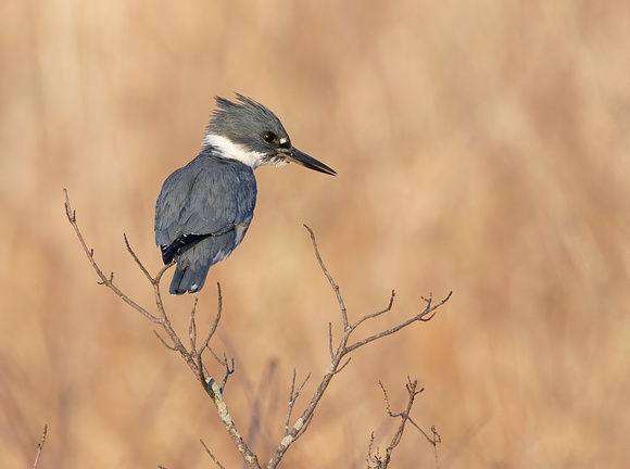 #2676 - Male Belted Kingfisher