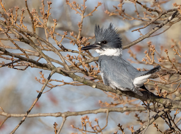 #2677 - Male Belted Kingfisher
