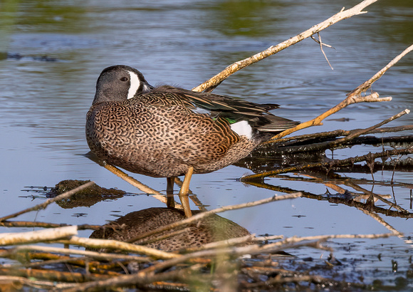#2711 - Blue-winged Teal