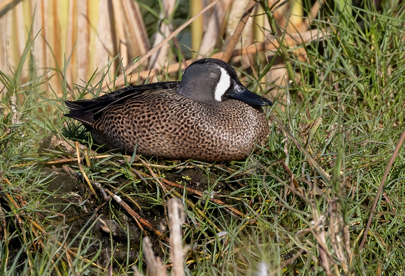 #2717 - Blue-winged Teal