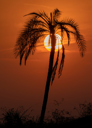 #2725 - Palm Sunset