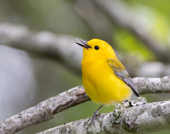 #2837 - Prothonotary Warbler